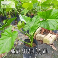 Anak Pokok Keladi Gajah