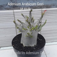 Bonsai adenium arabicum Gozi Id BLACK HULK, Pot 20