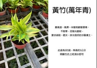 心栽花坊-黃竹/萬年青/開運竹/3吋/室內植物/觀葉植物/綠化植物/售價50特價40