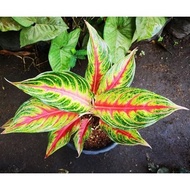 tanaman hias aglaonema red panama berkualitas