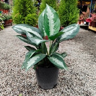 90s Greenovation Live Plant Aglaonema Pattaya Beauty 雅丽皇后 P180