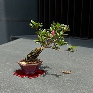 日本皋月杜鵑∣はなびん 迷你露根盆景 開花中