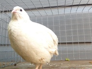 BURUNG PUYUH PUTIH ALBINO HIAS UNTUK AVIARY BURUNG PEMBERSIH KANDANG