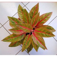 Aglaonema Petita