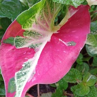 Caladium pokok keladi hiasan