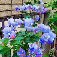 [Supply]Bougainvillea Seeds Climbing Vine Double Petal Bougainvillea Seeds Four Seasons Blooming Red