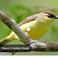 burung opyor jambul jantan