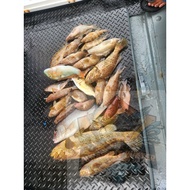 Tnot Fishing Rigs Single Hook Apollo Dual Hook Fishing Line Colourful Line Transparent line By PM Pe