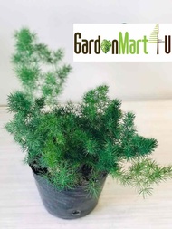 GardenMart4U Asparagus Live Plant Pokok Fern Paku Pakis Hiasan Indoor 蓬莱松