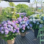 [Easy To Grow]Mixed Hydrangea Bonsai Seeds Beautiful Flower Seeds for Sale Garden Flower Plant Seed 