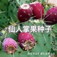Cactus Fruit Seed Cactus Seed Medicinal Cactus Wild Cactus Fruit Balcony Potted Plant