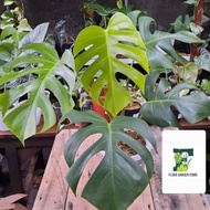 Tanaman hias monstera borsigiana - monstera borsigiana