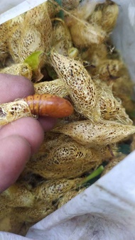 kepompong alpukat (Isi 25 + bonus) umpan harian atau galatama ikan bawal