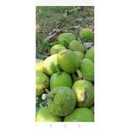 Buah Sukun 1biji.(1kg )(baca description ya😍