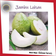 Jambu Lohan buah besar