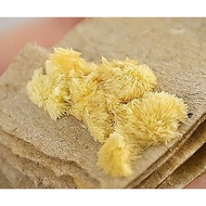 Black Soldier Flies Eggs (2g)