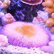 Resin Artificial Aquarium Coral Decoration Fish Tank Coral Reef Ornament Aquarium Decoration