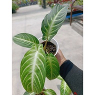 Happi Go 1Pot Anak Xanthosoma Lindenii 乳脉千年芋 (Live Plant)