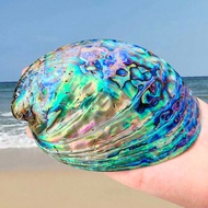 1PC about 11--12cm 1PC about 11--12cm Aurora New Zealand Abalone Shell Natural Polishing Conch Specimen Jewelry Display Stand Aquarium Landscapng Beach Weding Decor