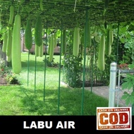 LABU AIR 03biji / bibit / benih LABU AIR PANJANG / LABU AIR UNGGUL F1