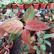 Aglaonema Varieties (affordable, stable, and rooted)