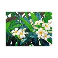 PINN SHOP Cross Stitch Kit : Frangipani [CX-EV-234]