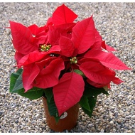 Poinsettia Plant (Euphorbia Pulcherrima) In Pot Real Living Plant