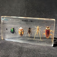 53% Repurchase Realistic Animal Plant Growth History Transparent Insect Specimen Resin Kindergarten 