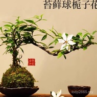 Tea Table Desk Gardenia Plant Bonsai Small Indoor Zen Green Potted Chinese Decoration Small Leaf Mos