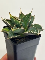 Agave 龍舌蘭 豆豆龍