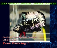 ikan cupang avatar - cupang avatar gordon - cupang avatar cooper