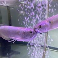 ARWANA SILVER RED BRAZIL SERAT MERAH 17-18CM