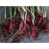 ANAK POKOK BAWANG DAYAK / BAWANG DAYAK / BENIH BAWANG DAYAK / BAWANG MERAH DAYAK / BAWANG MERAH DAYA