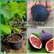 ANAK POKOK TIN (FIG) IRAQI