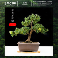 BMC Bonsai Podocarpus Seedling/ Podocarpus Japanese 雀舌罗汉松苗 bonsai with pot bonsai pot podocarpus bon