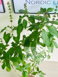 Thai Basil Herbs Plant Herb Pokok Herba