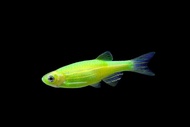 [10pcs] Danio glo Green electric freshwater fish