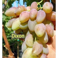 Anak Pokok Anggur Dixon