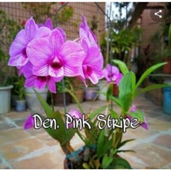 anggrek dendrobium pan strip mini spike/dewasa