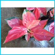 § ✻ ۞ Aglaonema Suksom Jaipong