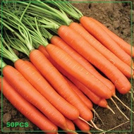 HARGA GROSIR - 50 bibit / benih / Biji Wortel besar - Seeds Sayur - bibit wortel / benih wortel / bi