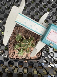 Euphorbia enopla 火麒麟 cactus succulent