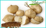 biji bibit bengkoang super 10 gram