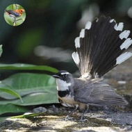 burung sikatan kipas ekor hitam.jawa