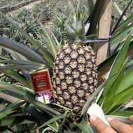 5 Bibit Nanas Madu Subang