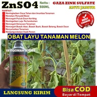 ZNSO4 GAZA 500ML Pupuk Semprot Obat Layu Tanaman Melon Pupuk Pengatasi Layu Melon Solusi Ampuh untuk