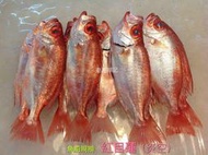 東港順記 當日現撈 大尾紅目蓮 大眼鯛 嚴空魚  1尾 $350（時價）  鮮魚湯、月子產後、術後補身 最佳食材