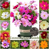 Biji Benih Bunga Cosmos Flower seeds Cosmos/Mixed Color Cosmos seeds