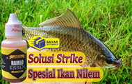 Essen Ikan Nilem | Rambo Essen