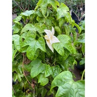 Gac Fruit (Off-White). 1 meter height Free fertilizer and soil. Door step delivery.